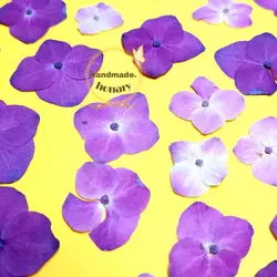 گل هورتانسیا پرسی صورتی