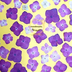 گل هورتانسیا پرسی صورتی