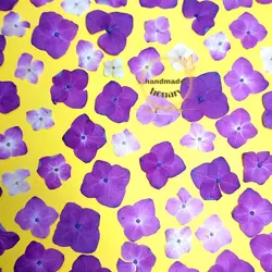 گل هورتانسیا پرسی صورتی