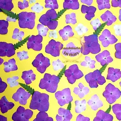 گل هورتانسیا پرسی صورتی