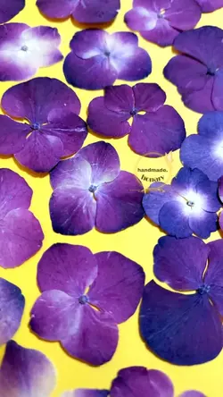 گل هورتانسیا پرسی بنفش