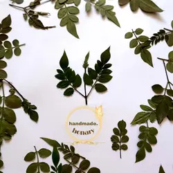 برگ یاس رازقی