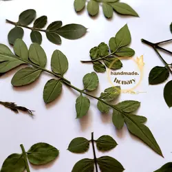 برگ یاس رازقی