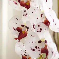 گلدان ارکیده | Indoorgardens