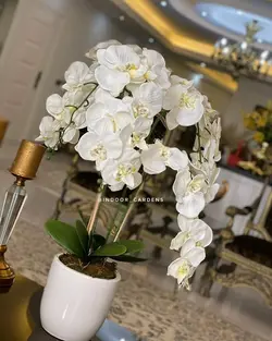 گلدان ارکیده | Indoorgardens