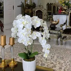 گلدان ارکیده | Indoorgardens