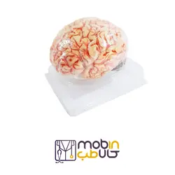 مولاژ آناتومی مغز انسان - تجهیزات پزشکی مبین