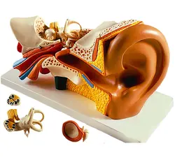 مولاژ گوش انسان 3 برابر اندازه طبیعی - تجهیزات پزشکی مبین