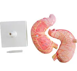 مولاژ معده انسان - تجهیزات پزشکی مبین