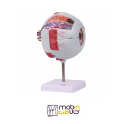 مولاژ چشم 20 برابر اندازه طبیعی - تجهیزات پزشکی مبین