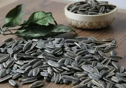 تخمه آفتابگردان کرمانشاهی