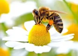 عسل چندگیاه ممتاز