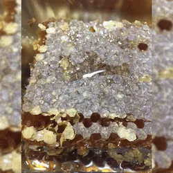 عسل طبیعی سبلان