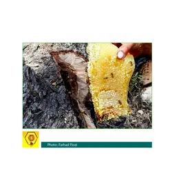 عسل کوهی ارگانیک