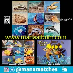 کبریت پک آبزیان خلیج فارس