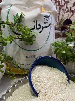 سرلاشه هاشمی | فروشگاه اینترنتی برنج مردانی