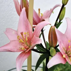 ست کاتر و وینر گل لیلیوم