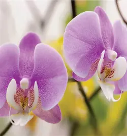 ست کاتر و وینر گل ارکیده