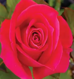 ست کاتر و وینر گل رز