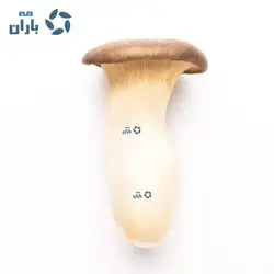 بذر قارچ ارینجی شاه صدف | قیمت بذر قارچ شاه صدف | بذر ارینجی