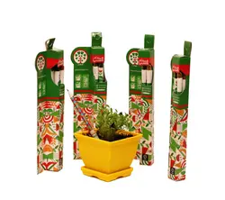 مداد کاشتنی مشکی مریان یک هدیه سبز | مریان | باغبانی خانگی | باغبانی کودک و نوجوان