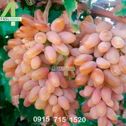 نهال انگور شصت عروس