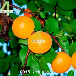 نهال زردآلو پرتقالی