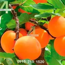 نهال زردآلو نادری
