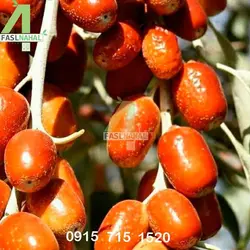 نهال سنجد محلی