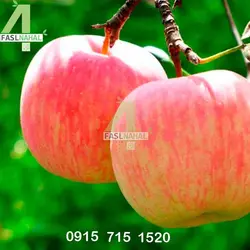 نهال سیب گلاب