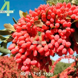 نهال زرشک بیدانه