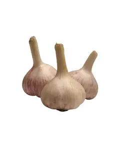 سیر