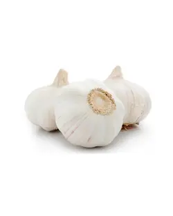 سیر