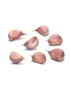 سیر