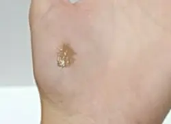 ریمل ابرو کیمس کد ر۵۶