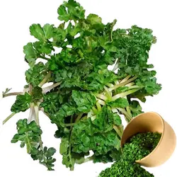 چوچاق خشک شده