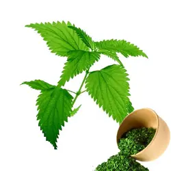 گزنه خشک شده