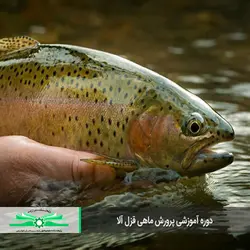 دوره آموزشی پرورش ماهی قزل آلا