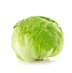 کاهوپیچی حدودا یک کیلوگرم