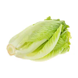 کاهو حدودا یک کیلوگرم