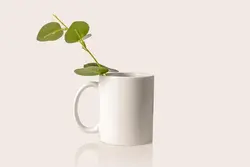 موکاپ لیوان سفید با شاخه اکالیپتوس روی یک لیوان نزدیک پس زمینه سفید برای قهوه یا چای