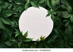 White round template podium mockup for natural organic cosmetic product presentation ad concept on green eco forest fresh leaves nature flat lay background, trendy stylish minimalist flatlay mock up | الگوی گرد سفید تریبون تریبون برای محصول آلی طبیعی آرایشی ارائه مفهوم تبلیغات بر روی جنگل های سبز اکو برگهای تازه طبیعت پس زمینه مسطح ، مینیمالیستی شیک مد روز مد روز – آکادمی پرنیان طرح