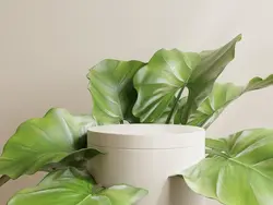 تریبون برای ارائه محصول در زمینه کرم رنگ