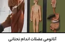 آناتومی عضلات اندام تحتانی