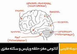 آناتومی مغز - حلقه ویلیس و سکته مغزی | پزشک آموز