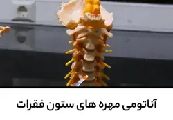 آناتومی مهره های ستون فقرات
