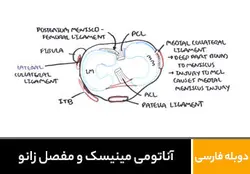 آناتومی مینیسک و مفصل زانو