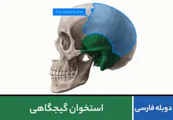 استخوان گیجگاهی | پزشک آموز سال 1400