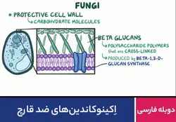 اکینوکاندین های ضد قارچ