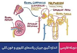 اندازه گیری جریان پلاسمای کلیوی و خون کلیه